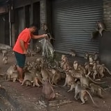 Monkeys Overtook This Town, Forcing Locals To Adapt A New Lifestyle