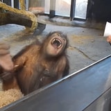 Orangutan Loses Its Mind After Seeing A Magic Trick