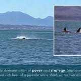 Rare Footage Shows How Lethal Killer Whales Are