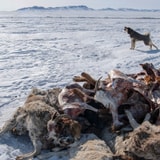 In Mongolia, A Killer Winter Is Ravaging Herds And A Way Of Life