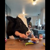 You Just Can't Make A PB&J In Your Kitchen When A Cow Is Nearby