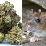 New Orleans Rats Get High On Marijuana, And More Of The Week's Weirdest World News