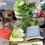 This Little Puppy Went To Market — And Bought Her Own Groceries