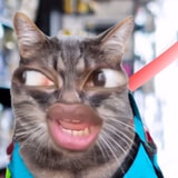 Comedian Nails Why Cats Wouldn't Make The Best Service Animals