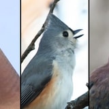How Many Of These Common Bird Sounds Do You Recognize?