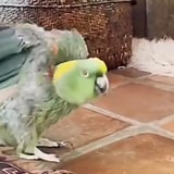 This Pet Parrot Might Actually Be Possessed, And We're Honestly Scared