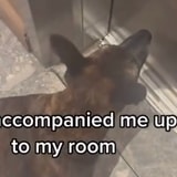 This Hotel Adopted A Senior Dog Who Loves Helping Guests Out