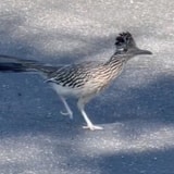 The Real-Life Roadrunner Is Just As Ridiculous As The Cartoon Version