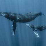 The Scientists Learning To Speak Whale