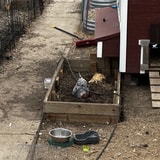 There Are (Allegedly) Four Chickens In This Coop. Can You Find Them All?