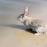It Turns Out Rabbits Can Swim, And They Look Really Cute While They're Doing It