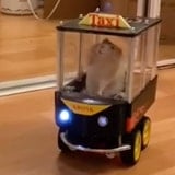 A Couple Taught Their Pet Rat To Drive, And It's Probably The Best Thing You'll See Today