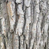 A Master Of Disguise Rests On This Tree Bark. Can You See Them?