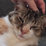 This Is Why Your Cat Really Likes To Bite Your Hand Sometimes