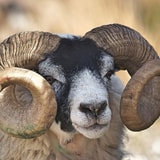 Aggressive Sheep Tamed With Deodorant, And More Of The Week's Weirdest World News