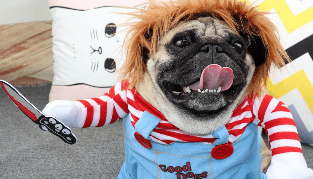 Dress Up Your Pets With These Cute Costumes