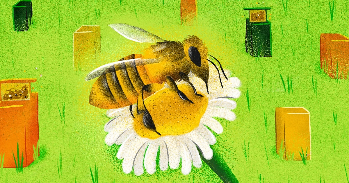 The Trouble With Beekeeping