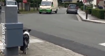 This Dog Excitedly Waiting For The Ice Cream Man To Give Them A Treat Is Summer Goals