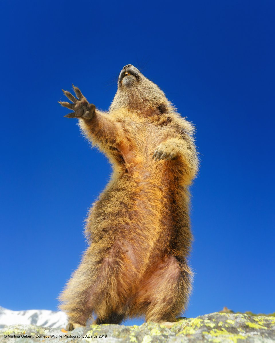 The Finalists For 2019's Comedy Wildlife Photography Awards Are In, And  There Are Some Real Bellyachers | Digg