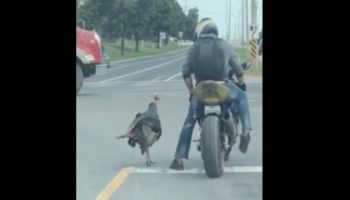 Turkey Takes An Instant Disliking To Unfortunate Motorcyclist
