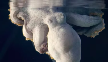An Octopus Changing Colors While She Dreams Is The Most Mesmerizing Thing