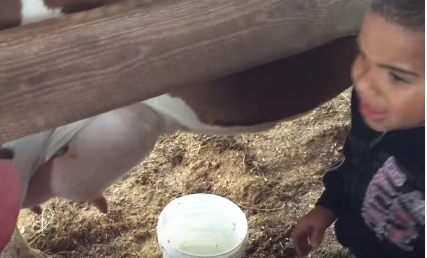 Boy Has The Perfect Reaction To Milking A Cow For The First Time | Digg