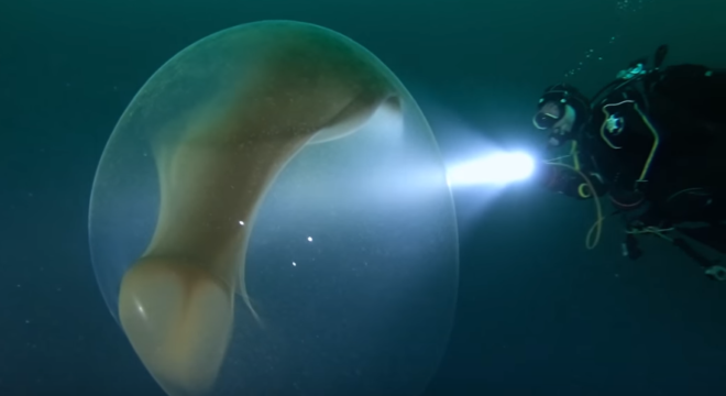 Divers Were Looking For WWI Wreckage. They Found This Giant Squid Egg Instead