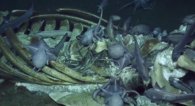 Deep Sea Researchers Come Across A Whale Carcass Crawling With Scavengers And It Is Straight Out Of A Nightmare
