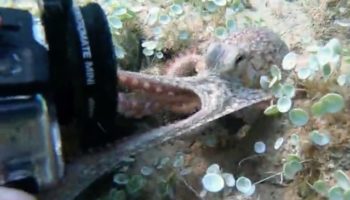 Octopus Attempts To Steal Camera From Diver