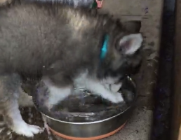 Puppy Furiously Attacks His Greatest Enemy: Hydration