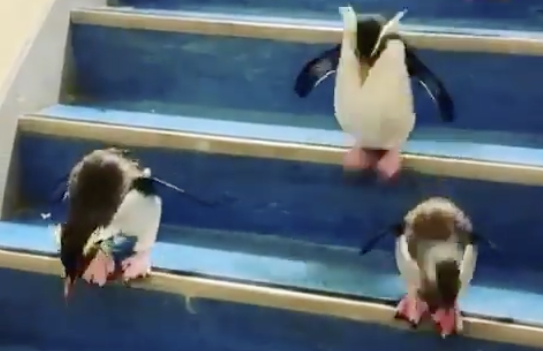 Today's Penguin Update: They Are Going Down Some Stairs - Digg