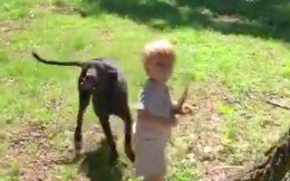 Watch This Kid Accidentally Throw A Snake, Instead Of A Stick, For His Dog To Catch