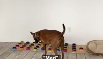 Dog Learns To Communicate By Using Buttons And Tells Her Owner She's 'Mad'