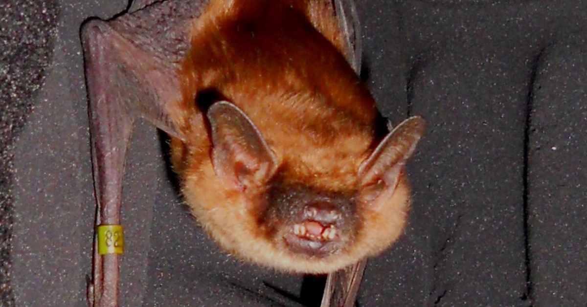 How Bats Know Which Echo To Believe