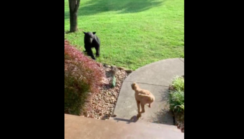 Dog Has Zero Fear, Chases A Bear Out Of The Backyard