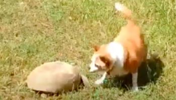 Watch This Tortoise React With Displeasure When A Dog Ignores It