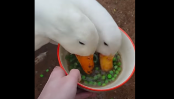 Watch Ducks Absolutely Destroy A Bowl Of Peas In Little Over 10 Seconds