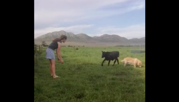 Calf Comes Running To Meet Girl Whenever She Calls His Name