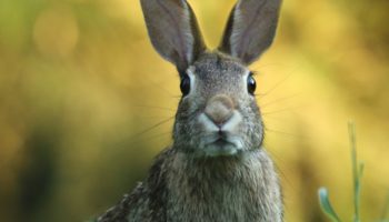 What To Know About 'Bunny Ebola,' The Rabbit Virus Sweeping The Southwest US