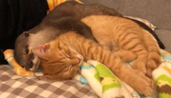 This Otter Likes To Spoon His Kitten Friend When He Goes To Sleep