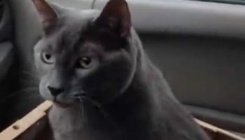 Extremely Talkative Cat Asks 'We're Going?' On The Way To The Vet