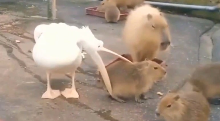 Image result for pelican trying to eat capybara
