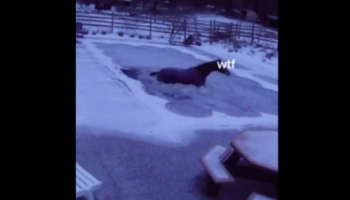 Poor Horse Unwittingly Walks Into A Frozen Swimming Pool