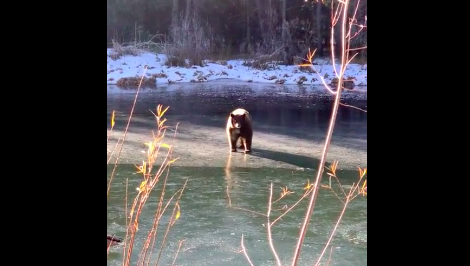 What Happens When A Bear Walks On Thin Ice - Digg