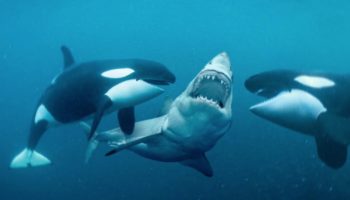 Here's How Orcas Became Known As Killer Whales