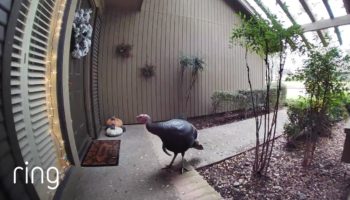 Wild Turkey Gets Caught Red-Handed Stealing A Welcome Mat