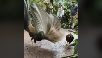 Bird Has An Extremely Intense Approach To Attracting A Potential Mate