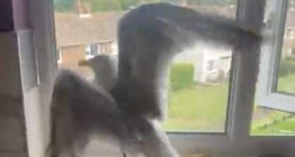 Seagull Gets Stuck Inside This Lady's Kitchen And Keeps Trying To Go Out A Closed Window