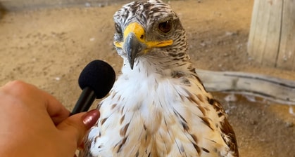 Woman Interviews Dozens Of Animals With A Tiny Mic, Which Melts Our Tiny Hearts